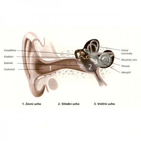 Zvuk a sluch